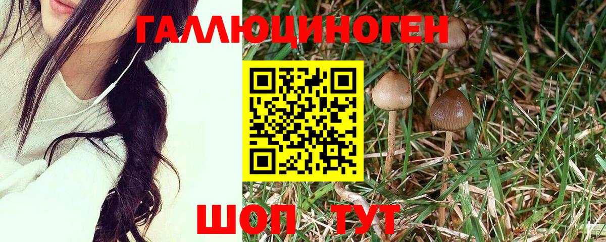 Чернушка  Галлюциногенные грибы Cubensis  Вход с VPN  Псилоцибиновые грибы мухоморы 